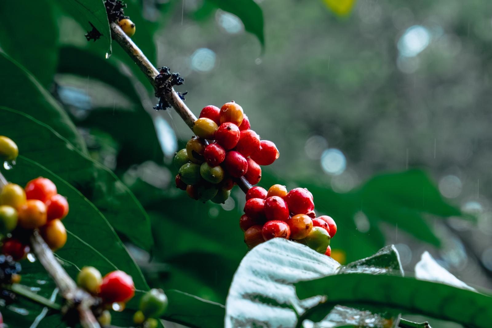 Ripe red coffee cherries growing at Hacienda Rogusta in Panama